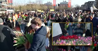 নেদারল্যান্ডসে বসন্ত বরণ: ২ লাখ ফুলে ছেয়ে গেছে আমস্টারডাম মিউজিয়াম স্কয়ার